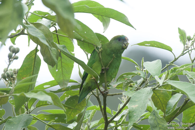 Pileated Parrot female adult, identification, eats