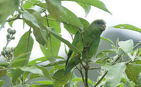 Pileated Parrot