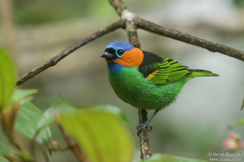 Red-necked Tanager male adult, close-up portrait, aspect