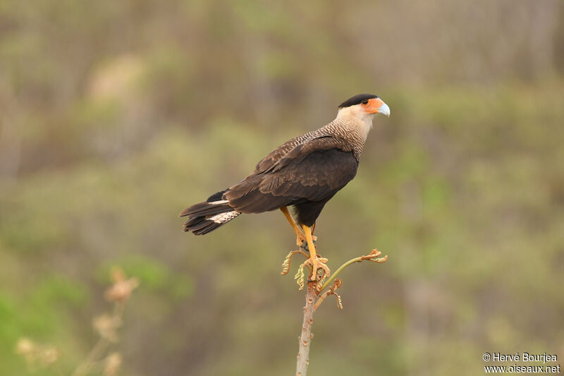 Caracara huppéadulte, portrait, composition, pigmentation