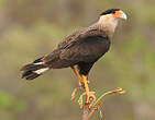 Caracara huppé