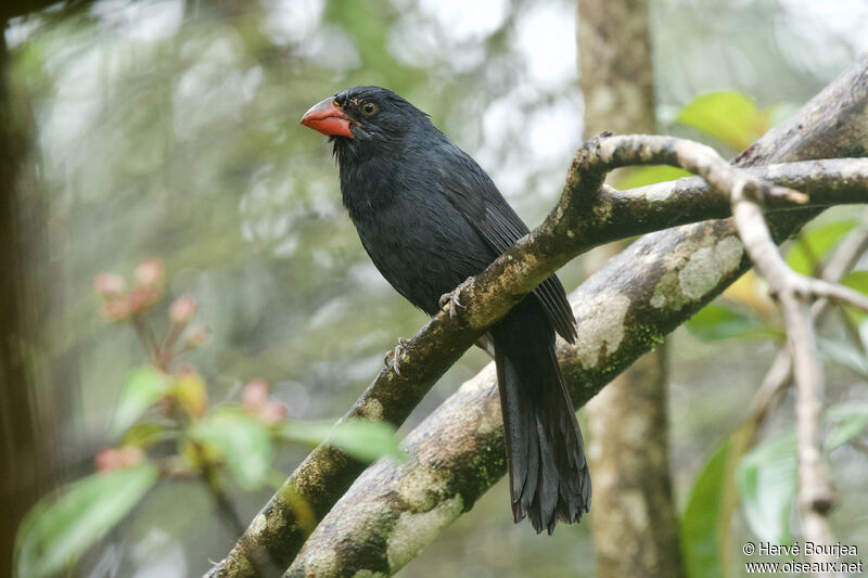 Black-throated Grosbeakadult, close-up portrait, aspect