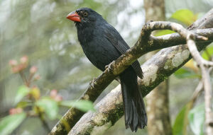 Cardinal fuligineux