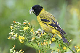 Hooded Siskin