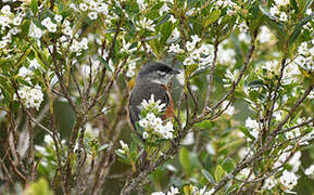 Bay-chested Warbling Finch