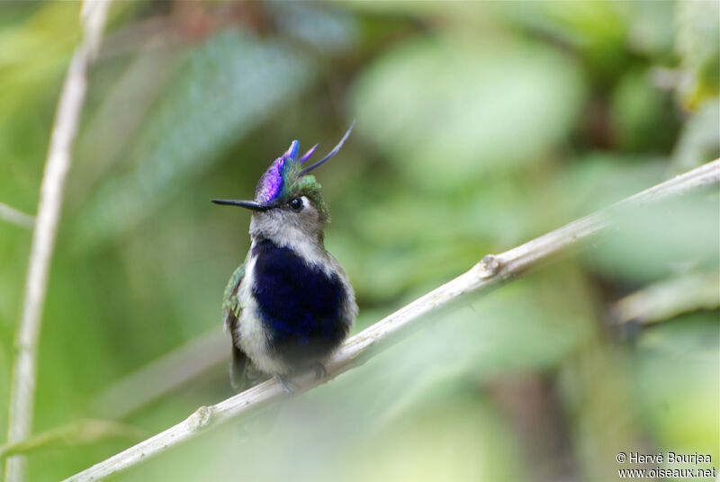 Colibri à huppe bleue mâle adulte nuptial, portrait