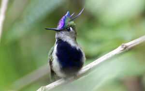 Colibri à huppe bleue