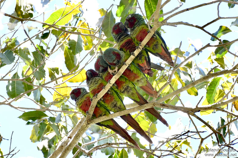 Conure de Pfrimeradulte, composition