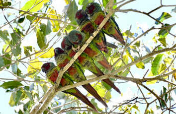 Conure de Pfrimer