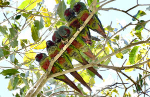 Conure de Pfrimer