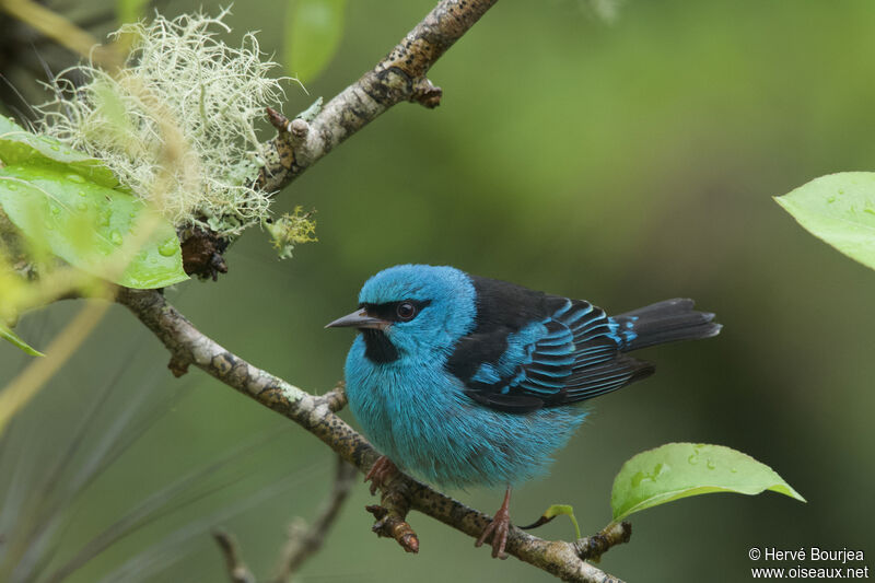 Dacnis bleu mâle adulte, portrait, composition