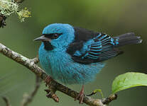 Dacnis bleu