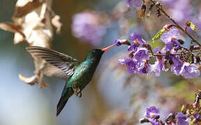 Glittering-bellied Emerald