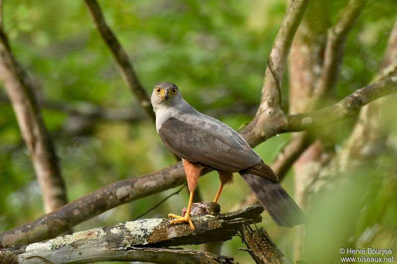 Épervier bicoloreadulte, portrait, composition, pêche/chasse