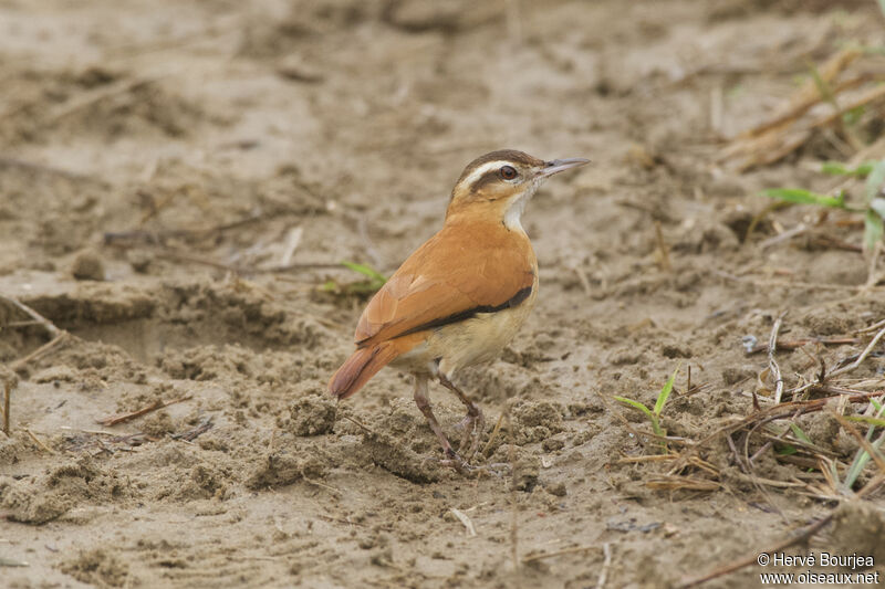 Pale-legged Horneroadult, habitat