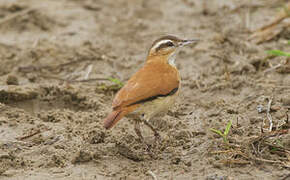 Pale-legged Hornero