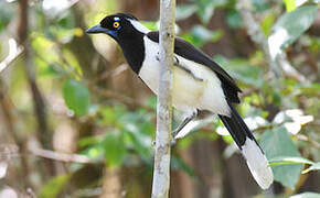 White-naped Jay