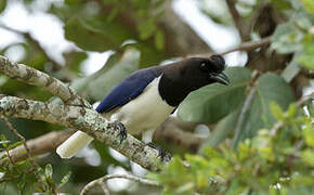 Curl-crested Jay