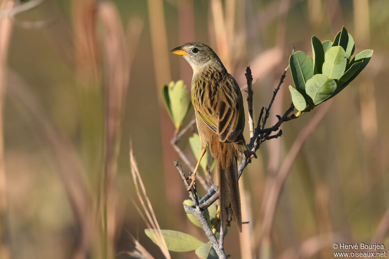 Wedge-tailed Grass Finchadult, habitat