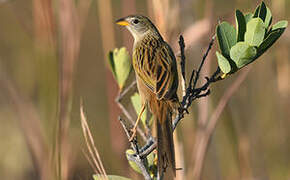 Wedge-tailed Grass Finch