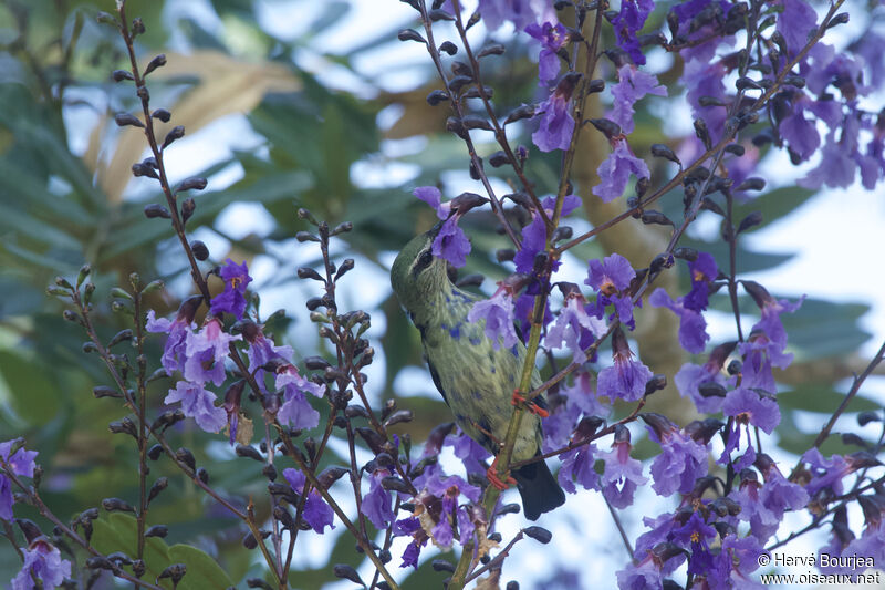 Red-legged Honeycreeper male immature, identification, aspect, pigmentation, eats