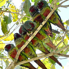 Conure de Pfrimer