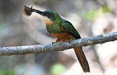 Jacamar à queue rousse