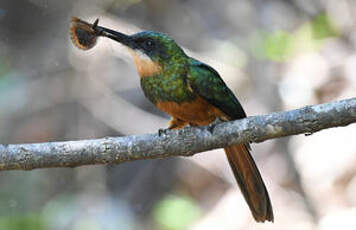 Jacamar à queue rousse