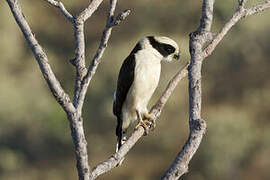 Laughing Falcon