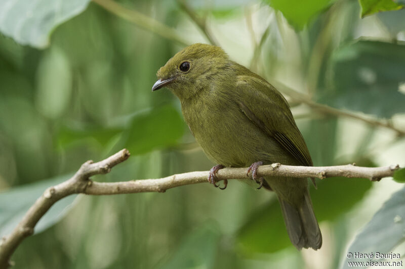 Manakin casqué femelle adulte, portrait, composition