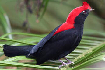 Manakin casqué