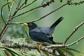 Yellow-legged Thrush