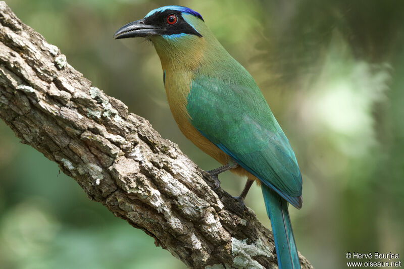 Amazonian Motmotadult, close-up portrait, aspect, pigmentation