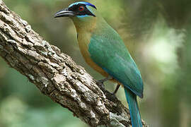 Motmot houtouc