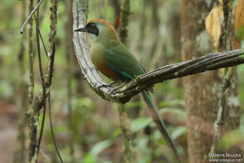 Rufous-capped Motmotadult, close-up portrait, aspect, pigmentation