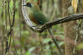 Motmot oranroux