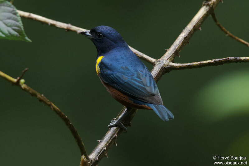 Chestnut-bellied Euphonia male adult, close-up portrait