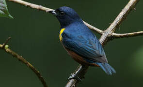 Chestnut-bellied Euphonia