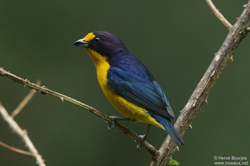 Violaceous Euphonia male adult, close-up portrait, aspect