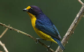 Violaceous Euphonia