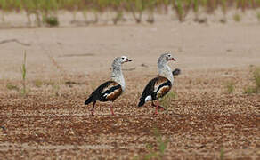 Orinoco Goose