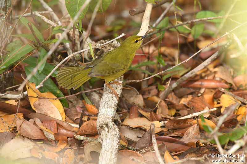 Paruline flavescenteadulte, habitat, composition, pêche/chasse