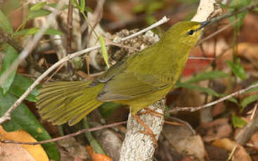 Paruline flavescente