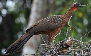 Chestnut-bellied Guan