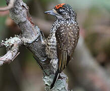 White-wedged Piculet