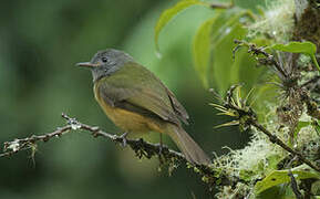 Grey-hooded Flycatcher