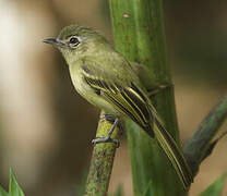 Platyrhynque jaune-olive