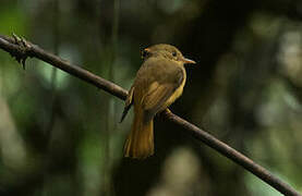 Atlantic Royal Flycatcher