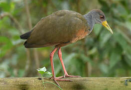 Grey-cowled Wood Rail