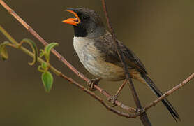 Black-throated Saltator